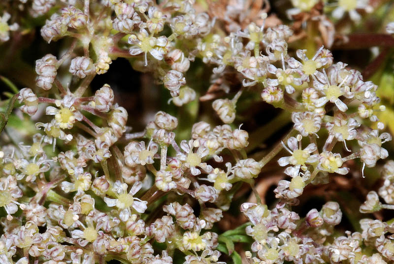 Trinia dalechampii / Sassifragia di Dalechamp